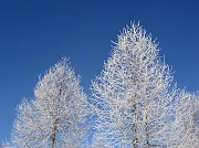 PIANI DELL'AVARO - SCI NORDICO - gennaio 2013 - FOTOGALLERY